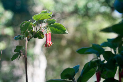 Close-up of red flowering plant