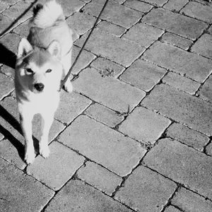 Portrait of dog on footpath