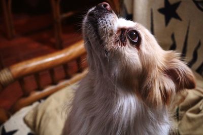 Close-up of dog looking up