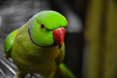 Close-up of parrot perching