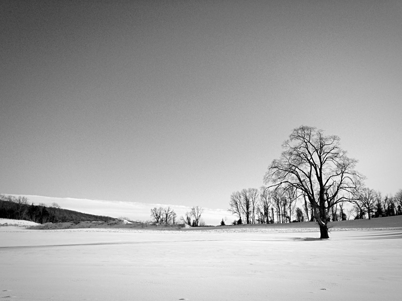 Bare tree in snowy field