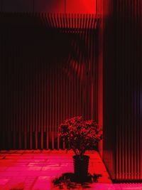 Potted plant on footpath against red building