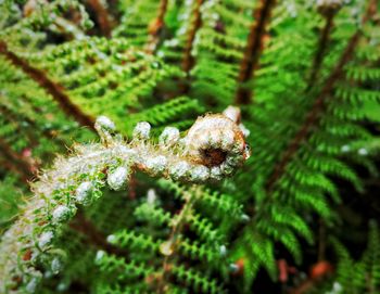 Close-up of spider on web