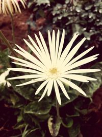 Close-up of flower growing outdoors