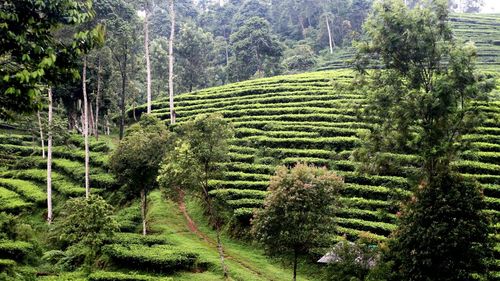 High angle view of trees on field