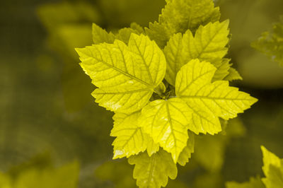 Close-up of yellow leaves