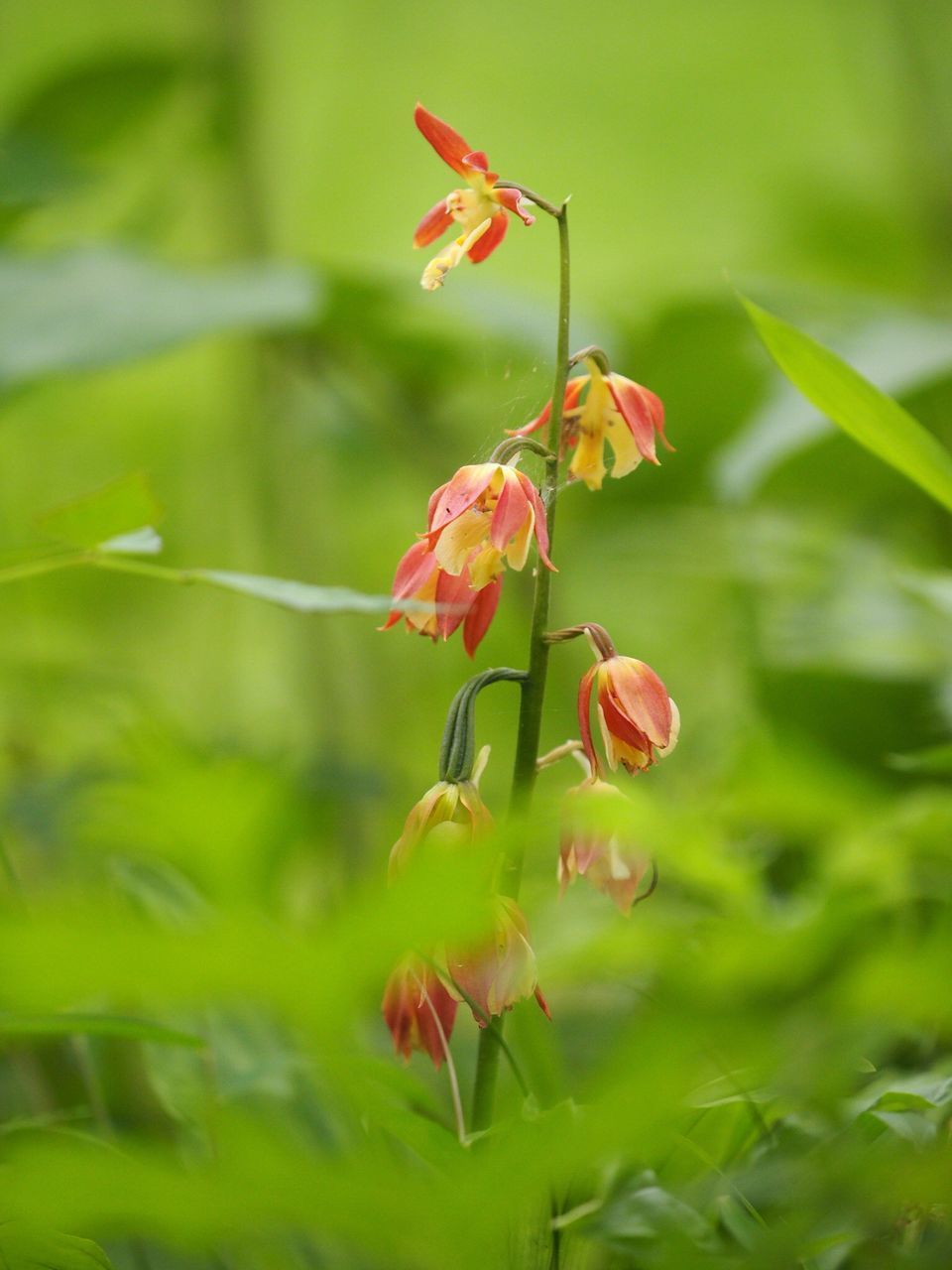 CLOSE-UP OF RED ROSE PLANT