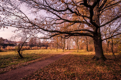 Bare trees on field during autumn