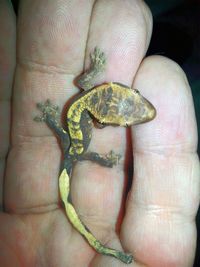 Close-up of person holding leaf