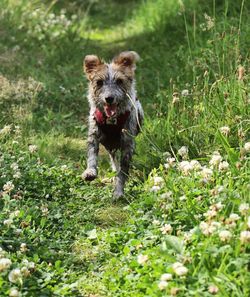 Portrait of dog running in grass