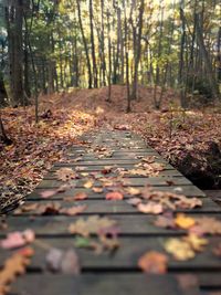 Fallen leaves on walkway in forest during autumn