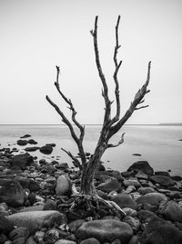 Close-up of bare tree by sea against clear sky