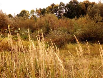 Grass on landscape