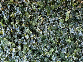 High angle view of plants growing on land