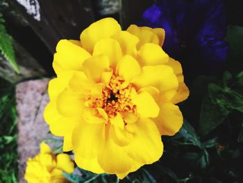 Close-up of yellow flowers blooming outdoors