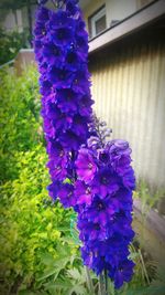 Close-up of purple flowers