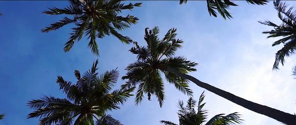 Low angle view of palm trees against blue sky