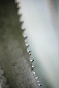 Close-up of spiked plant