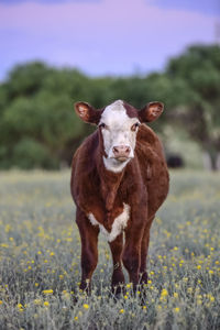 Cow standing on field