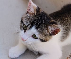 Close-up portrait of cat