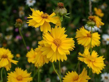 Close-up of yellow flower