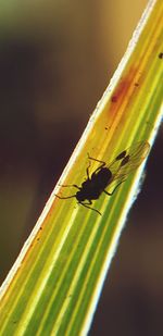 Close-up of insect on leaf