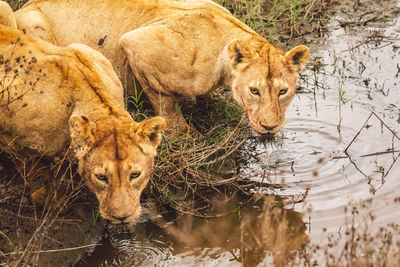 Close-up of lioness drinking water