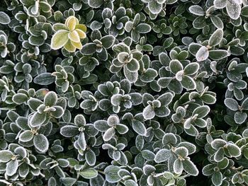 Full frame shot of succulent plant