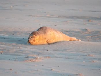 View of an animal on beach