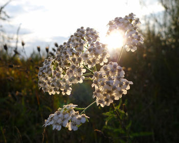 Close-up of flowers against sky