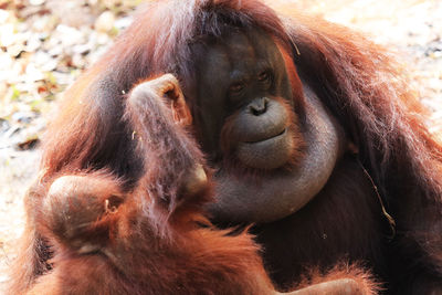 Close-up of gorilla in zoo