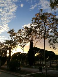 Low angle view of trees against sky