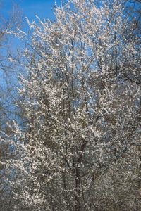 Low angle view of tree against blue sky