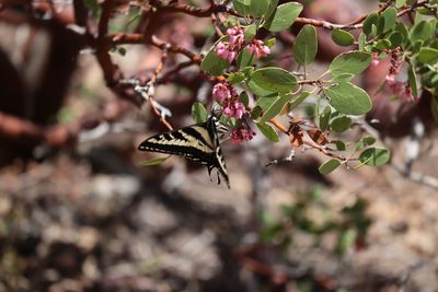 Close-up of butterfly pollinating flower