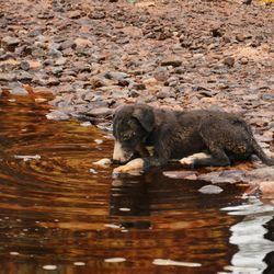 View of lion eating in river