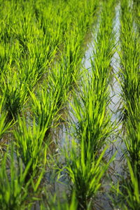 Fresh rice in the fields