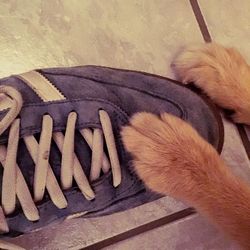 Close-up of cropped car