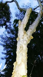 Low angle view of tree against sky