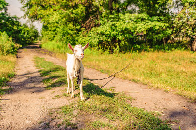 Horse standing in a field