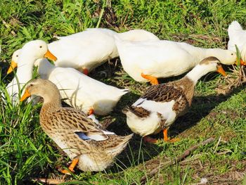 View of birds on field