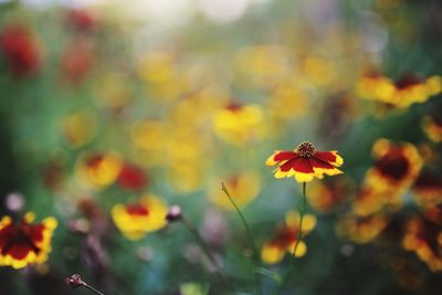 Close-up of bee on flower
