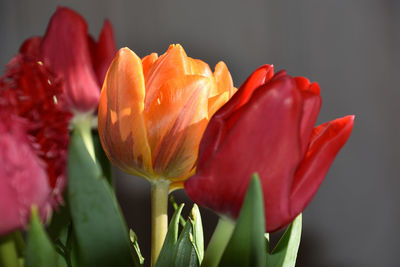 Close-up of red tulip