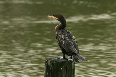 Close-up of bird perching on lake