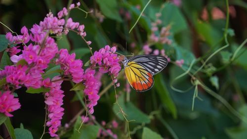 Close-up of butterfly pollinating on flower