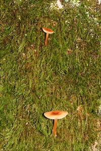 Mushrooms growing on grassy field