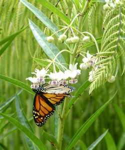 Close-up of butterfly on flower