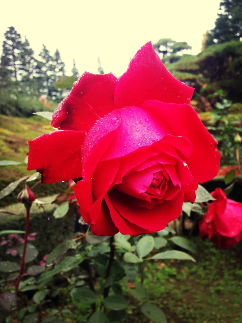 flower, petal, freshness, fragility, flower head, growth, beauty in nature, close-up, focus on foreground, blooming, plant, single flower, red, nature, pink color, rose - flower, in bloom, drop, day, blossom