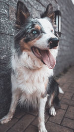 Close-up of a dog looking away