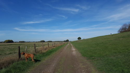 Scenic view of road amidst field against sky