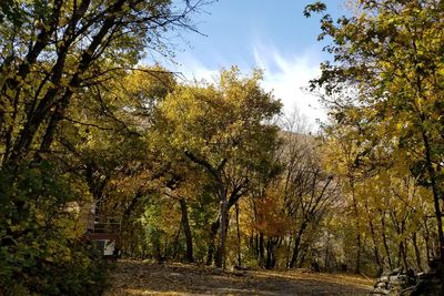 Trees against sky during autumn